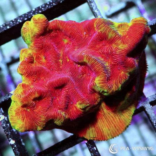 Blood Orange Leptoseris Leptoseris sp. WYSIWYG coral frag with red orange tissue, golden yellow edge highlights, and fine ridged plating texture