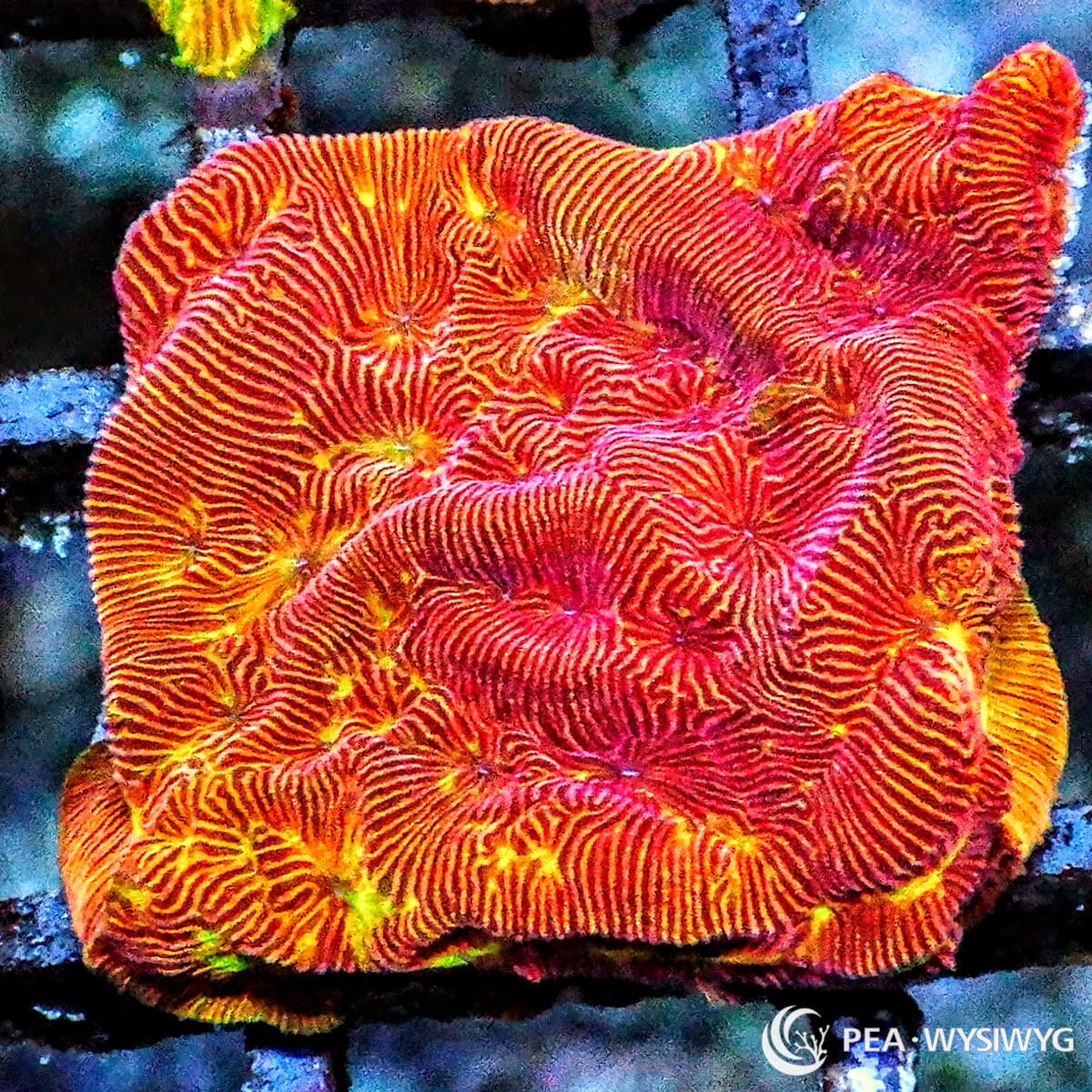 Blood Orange Leptoseris Coral Leptoseris sp. WYSIWYG LPS coral with red orange body, golden ridges, and green highlights