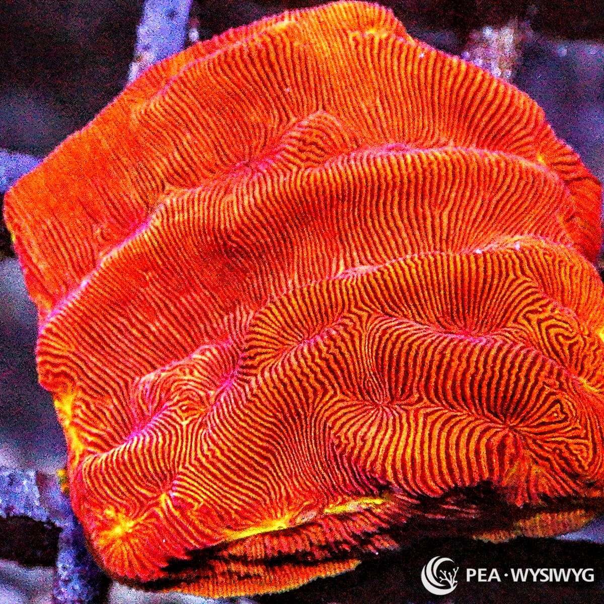 Blood Orange Leptoseris coral with intense orange-red plating growth, WYSIWYG under $25 coral frag from Pacific East Aquaculture