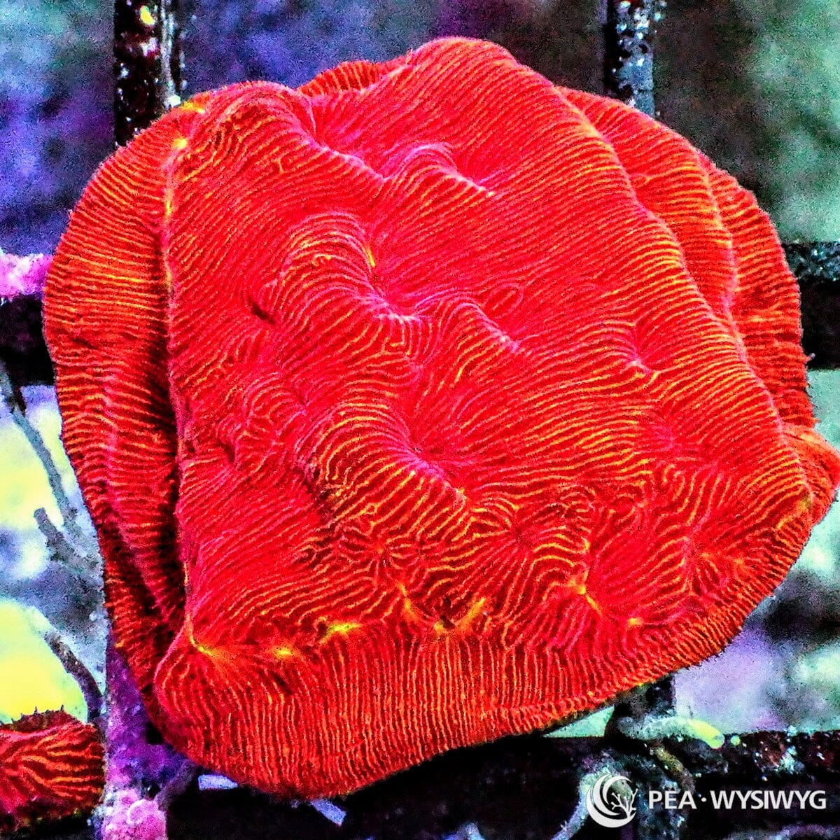 Blood orange Psammocora coral WYSIWYG frag with warm orange coloration and fine textured surface