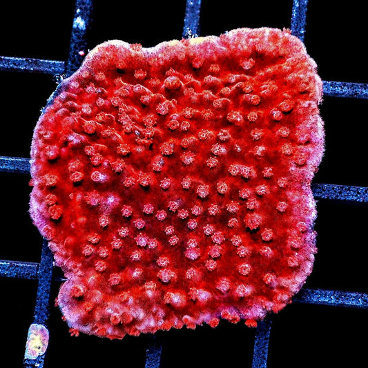 Blood Pool Plating Montipora Montipora capricornis WYSIWYG red SPS coral frag