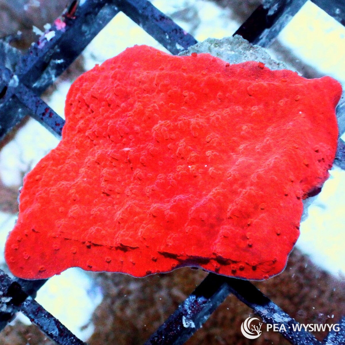 Blood Pool Plating Montipora aquacultured SPS coral with deep red coloration and plating growth
