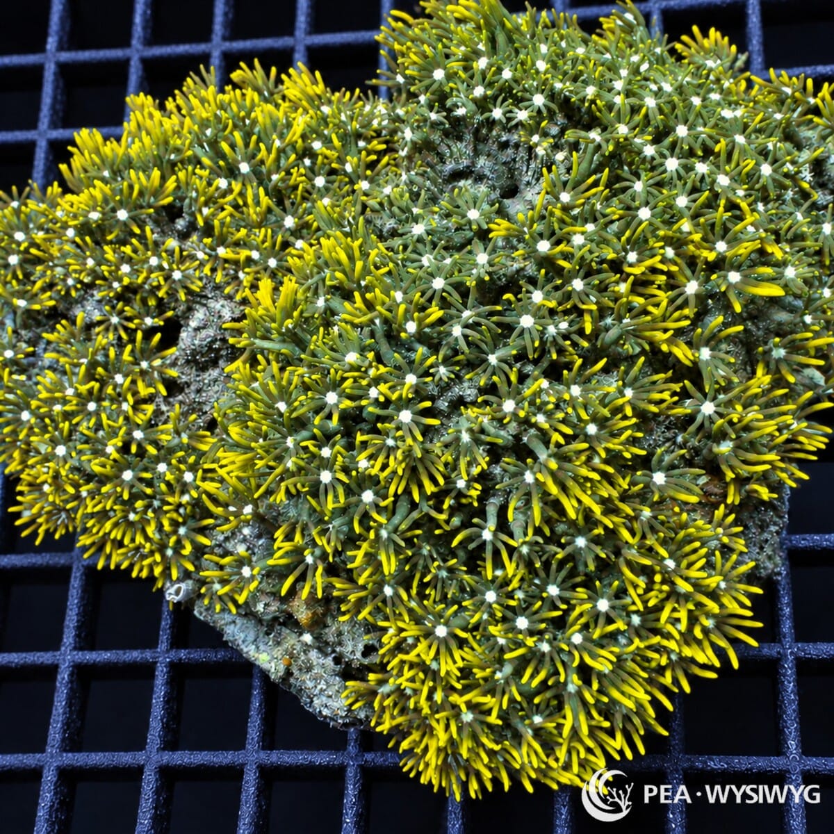 Blue Center Green Star Polyps Pachyclavularia violacea colony with olive-green tentacles, yellow-green tips, and pale blue-white centers