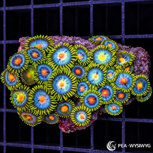Blue Daisies Zoanthids Zoanthus sp. WYSIWYG coral with electric blue centers, orange mouths, and fluorescent yellow-green skirts