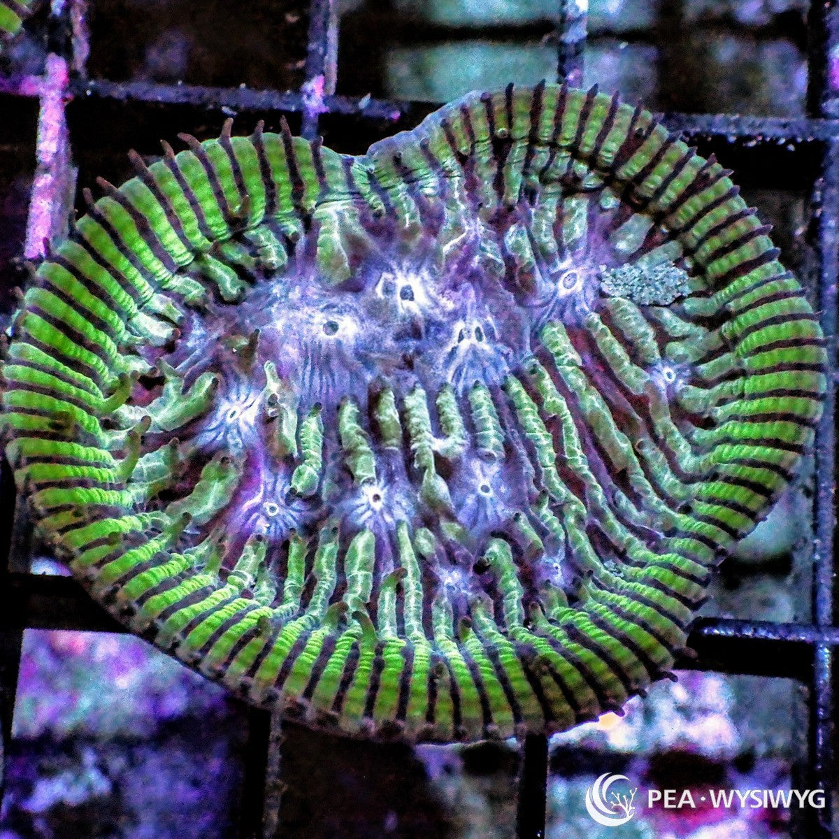 Blue Eyes Lithophyllon Lithophyllon sp. WYSIWYG coral frag with green blue tissue, darker striping, pale blue lavender mouth centers, and plating growth