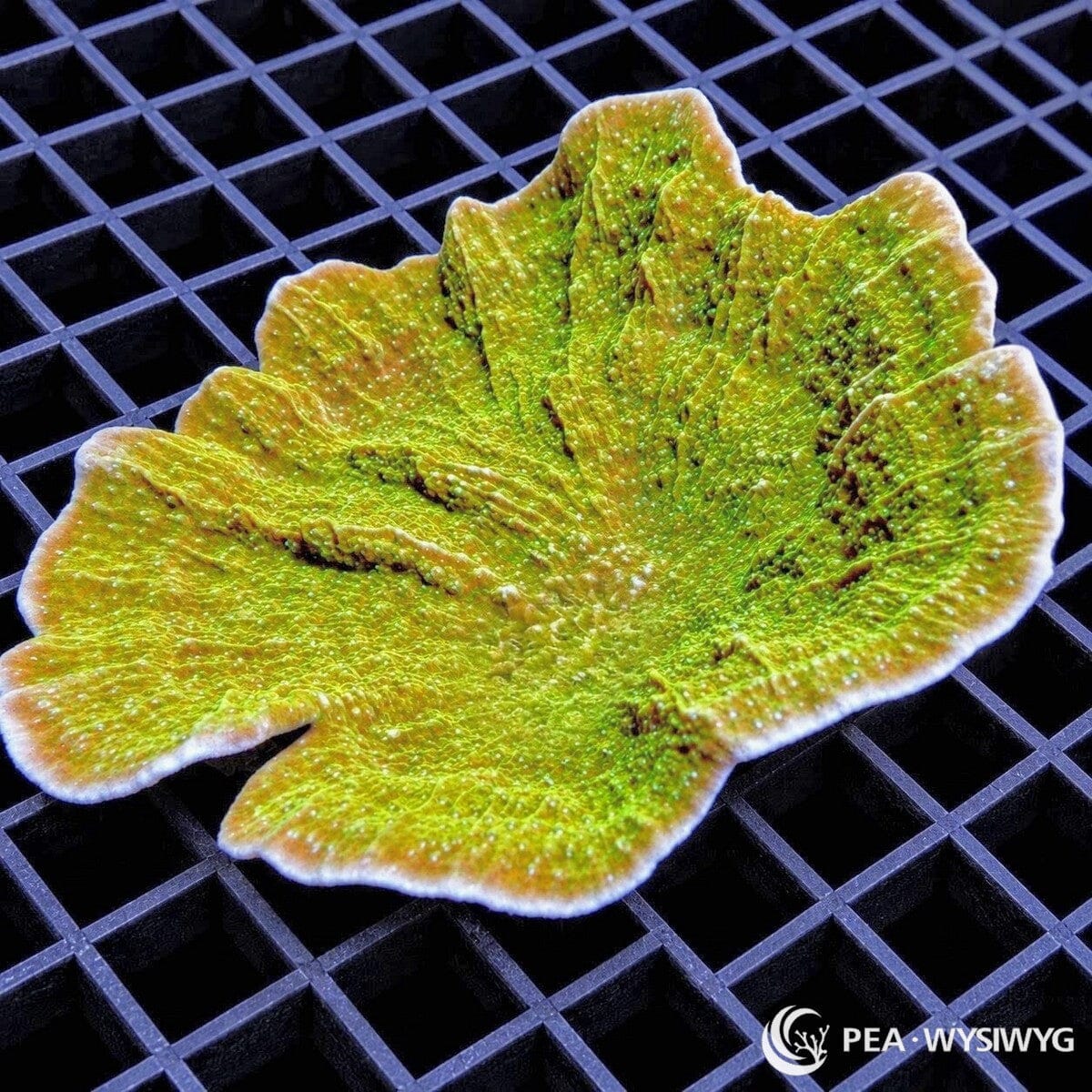 Blue Flower Petal Cupping Plate Montipora Montipora sp. coral colony with yellow-green plating growth, golden highlights, and pale growth margins
