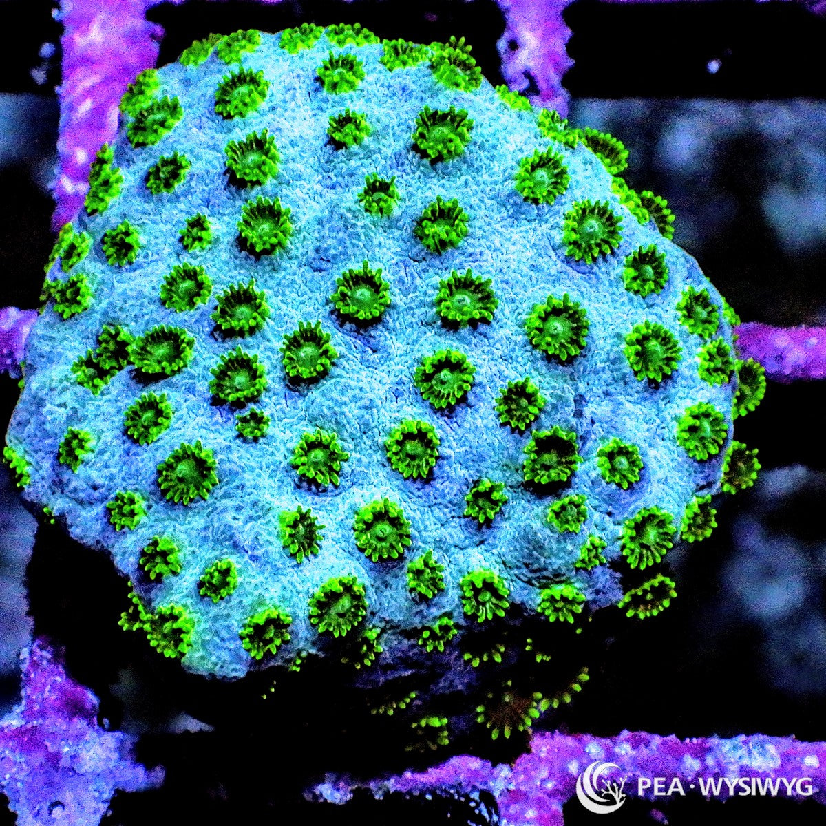 Blue Green Cyphastrea Coral Cyphastrea sp. WYSIWYG LPS coral with blue encrusting base and bright green polyps