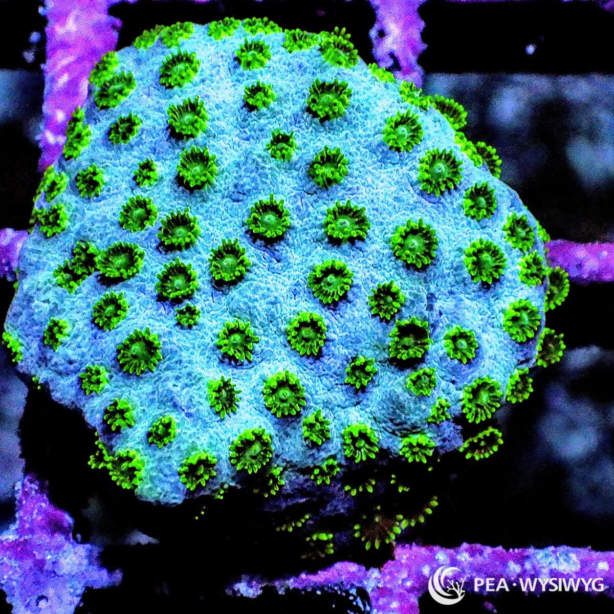 Blue Green Cyphastrea Coral Cyphastrea sp. WYSIWYG LPS coral with blue encrusting base and bright green polyps