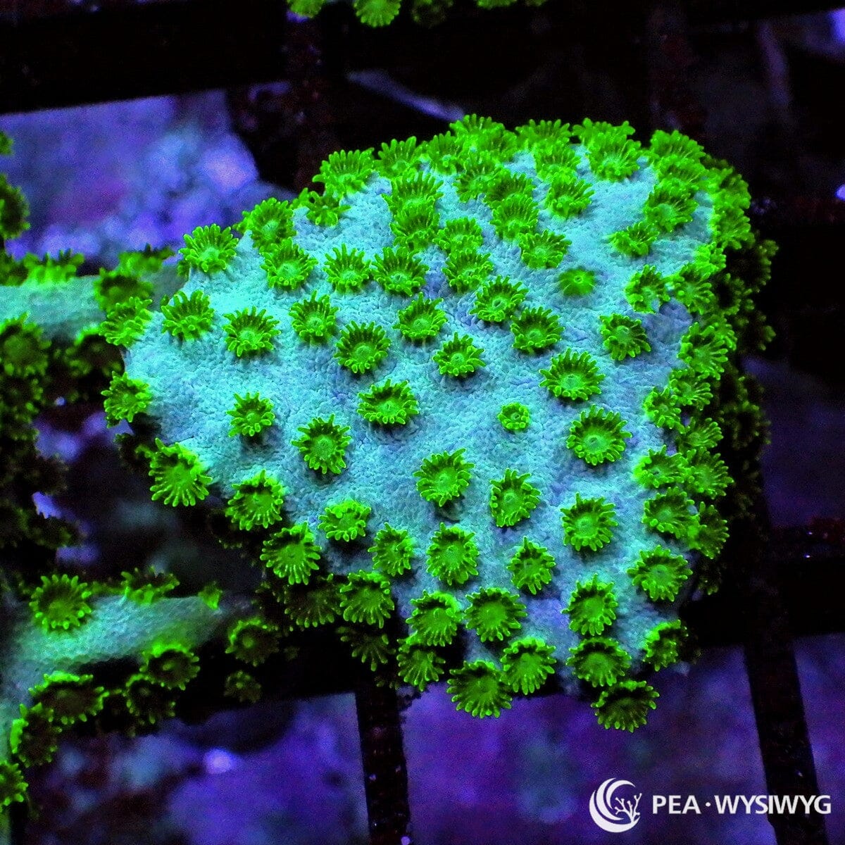 Blue Green Cyphastrea coral with neon green polyps on a cool blue base, WYSIWYG under $25 coral frag from Pacific East Aquaculture