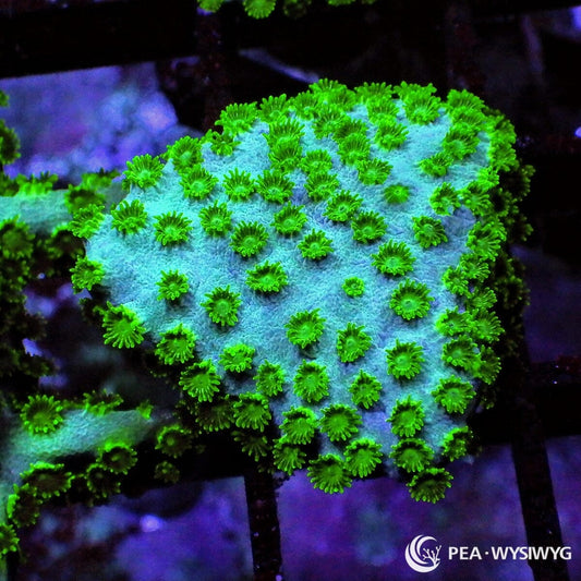 Blue Green Cyphastrea coral with neon green polyps on a cool blue base, WYSIWYG under $25 coral frag from Pacific East Aquaculture