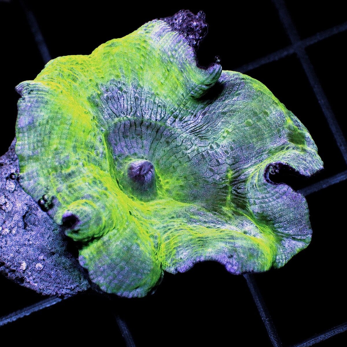 Blue Green Discosoma Mushroom Discosoma sp. WYSIWYG soft coral frag
