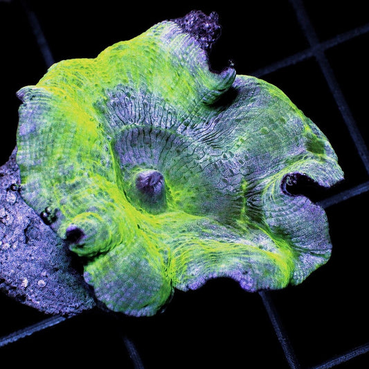 Blue Green Discosoma Mushroom Discosoma sp. WYSIWYG soft coral frag