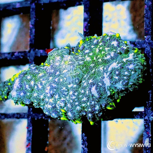 Blue-Green Rhodactis Mushroom aquacultured mushroom coral with vibrant blue and green coloration