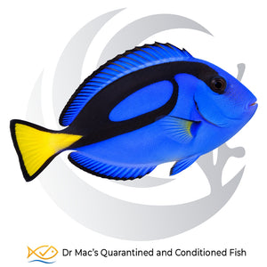 Blue Hippo Tang Paracanthurus hepatus with brilliant royal blue body, bold black markings and bright yellow tail