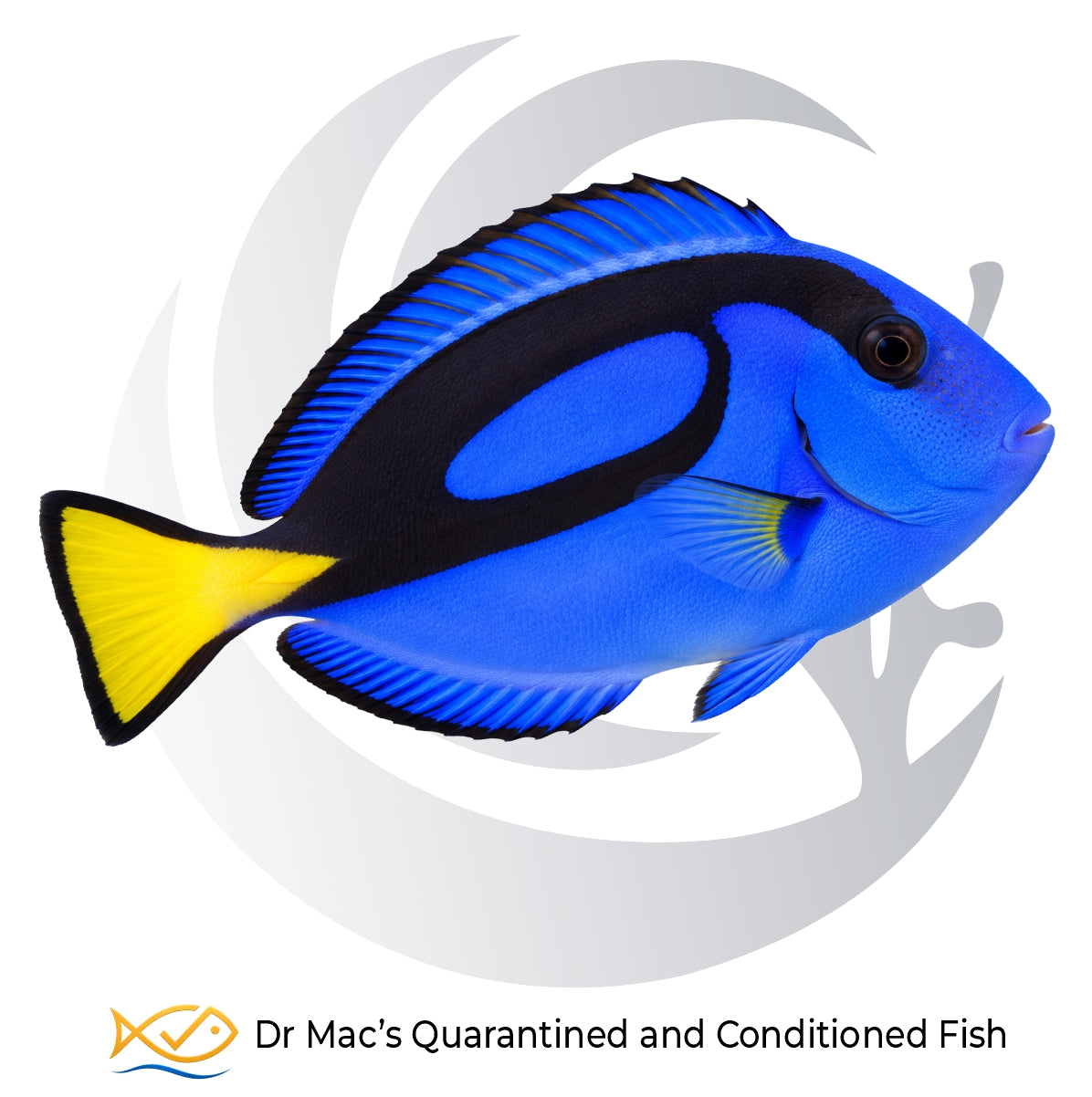 Blue Hippo Tang Paracanthurus hepatus with brilliant royal blue body, bold black markings and bright yellow tail