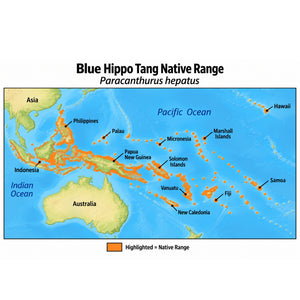 Blue Hippo Tang (Paracanthurus hepatus) native range map highlighting its Indo-Pacific distribution in orange, including Indonesia, the Philippines, Papua New Guinea, and western and central Pacific island regions.