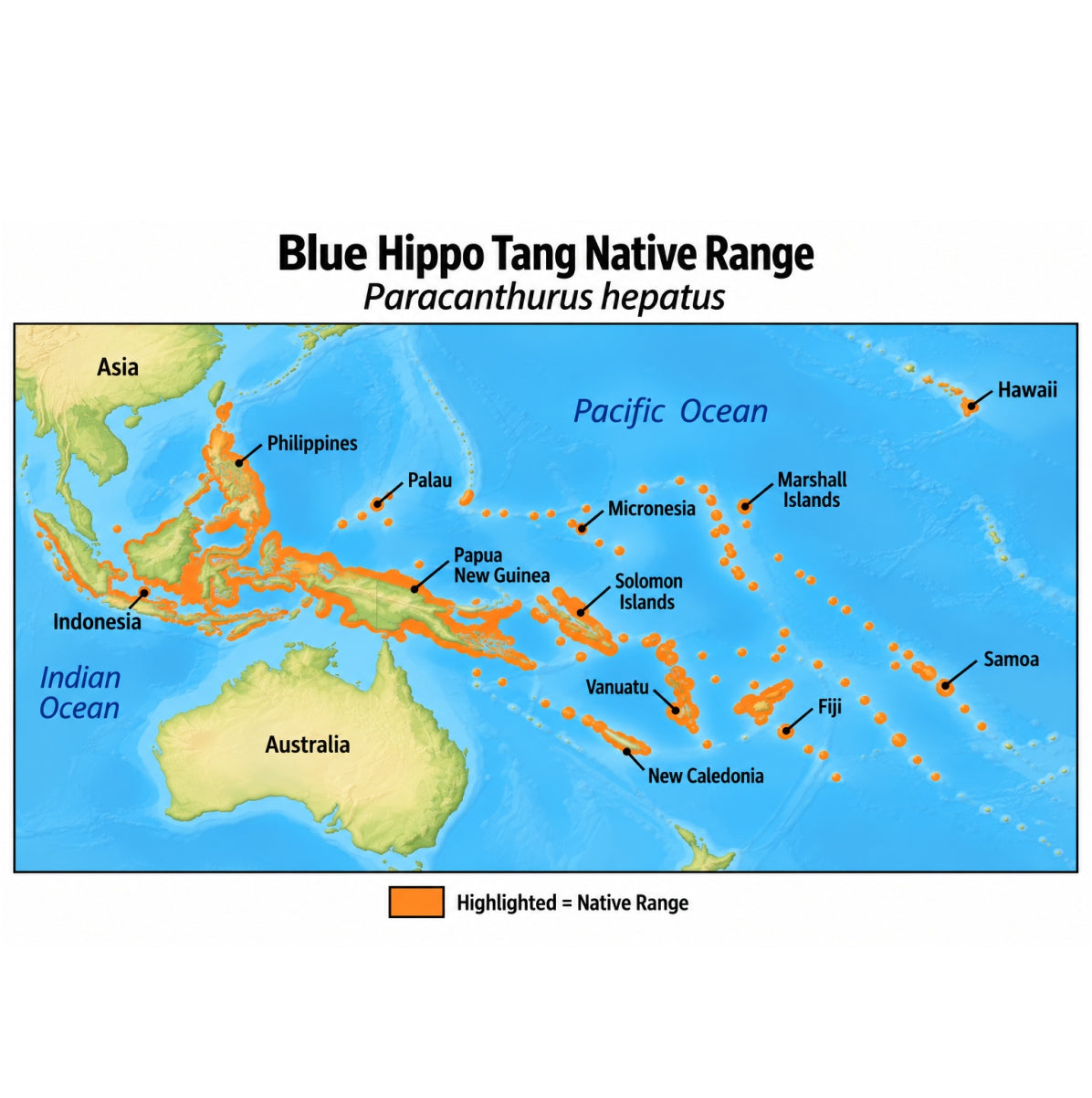 Blue Hippo Tang (Paracanthurus hepatus) native range map highlighting its Indo-Pacific distribution in orange, including Indonesia, the Philippines, Papua New Guinea, and western and central Pacific island regions.