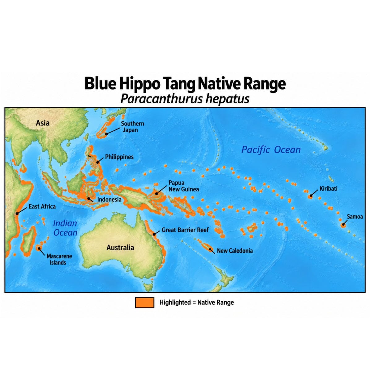 Native range map of Blue Hippo Tang (Paracanthurus hepatus), highlighting its Indo-Pacific distribution from East Africa through Southeast Asia and Australia to the central Pacific.