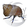 Blue Leg Hermit Crab (Clibanarius tricolor), omnivorous scavenger, small saltwater aquarium invert