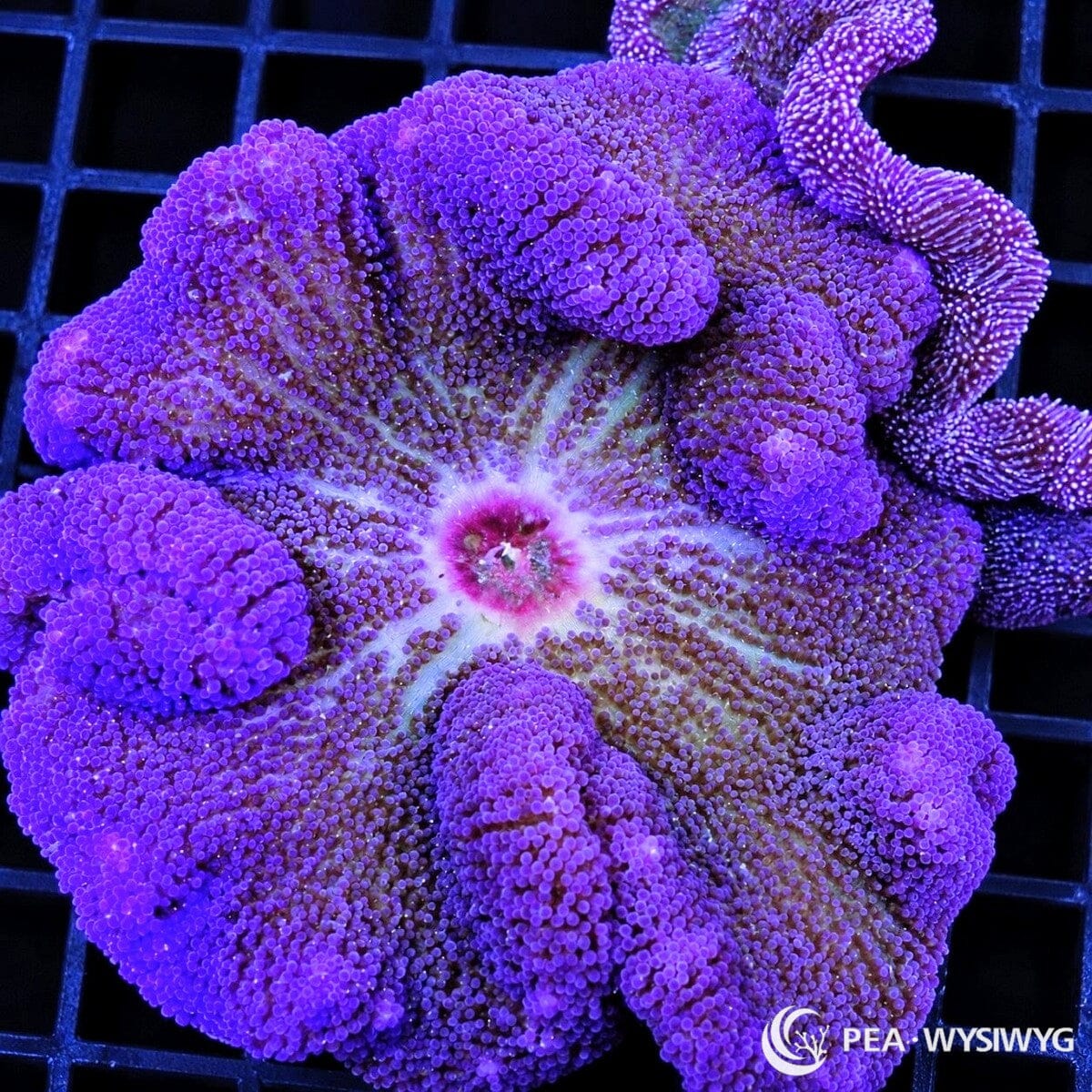 Blue Purple Gigantea Carpet Anemone (Stichodactyla gigantea) displaying densely packed violet-purple tentacles, a deeply folded oral disc, pale blue-white radial markings, and a magenta-pink central mouth. WYSIWYG specimen photographed at Pacific East Aquaculture.