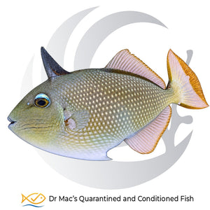 Blue Throat Triggerfish Xanthichthys auromarginatus with gray body, pale spots and yellow-edged tail on black background