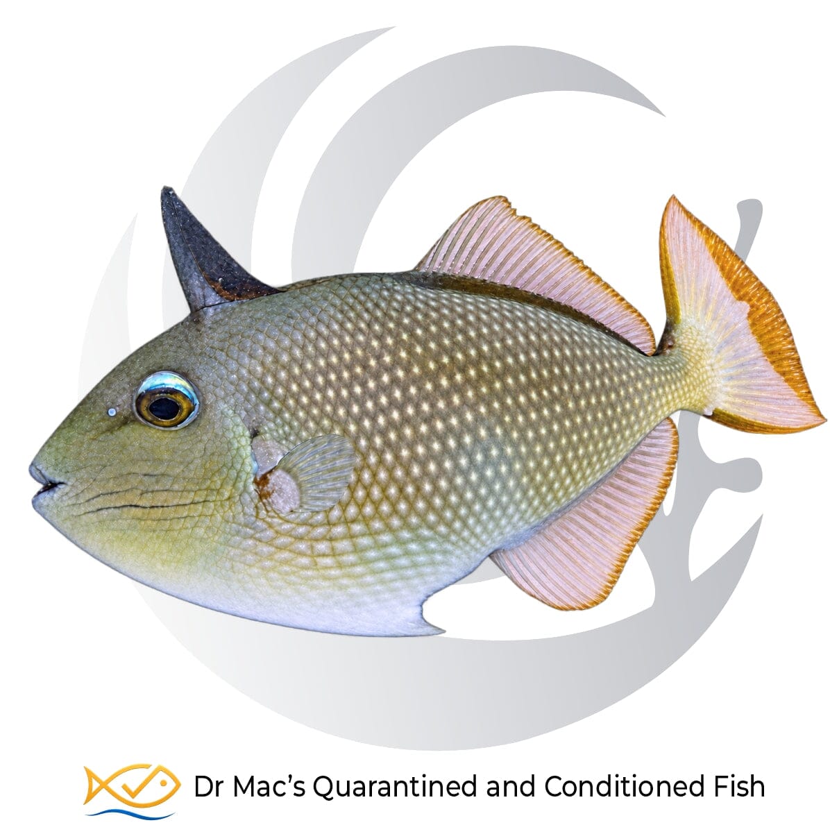 Blue Throat Triggerfish Xanthichthys auromarginatus with gray body, pale spots and yellow-edged tail on black background