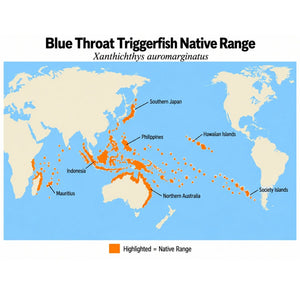 Blue Throat Triggerfish (Xanthichthys auromarginatus) native range map showing its Indo-Pacific distribution from Mauritius through Indonesia and northern Australia to the Hawaiian and Society Islands, north to southern Japan.