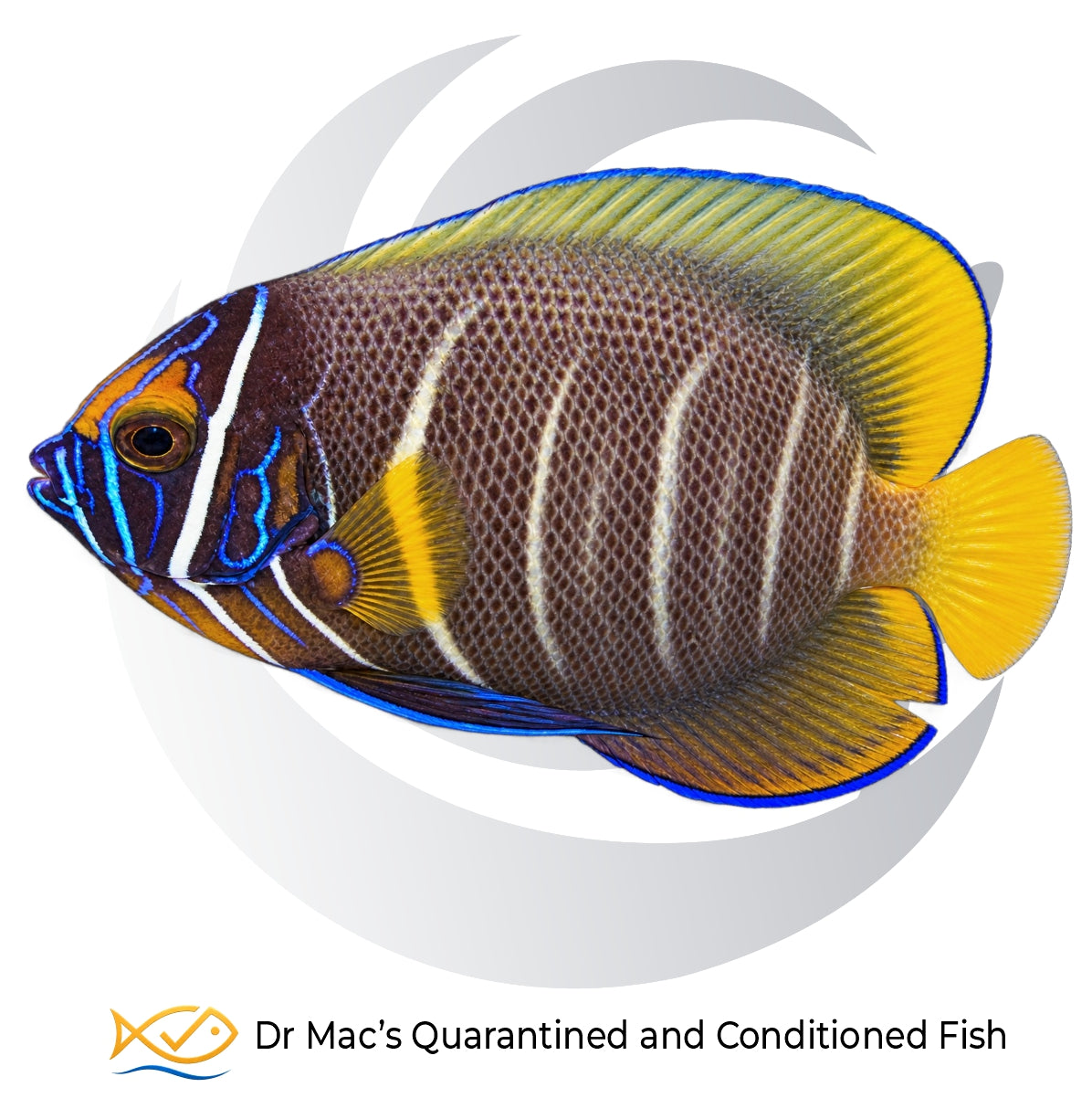 Intermediate juvenile Blueface Angelfish Pomacanthus xanthometopon with dark body, pale vertical bands, blue facial markings and yellow fins
