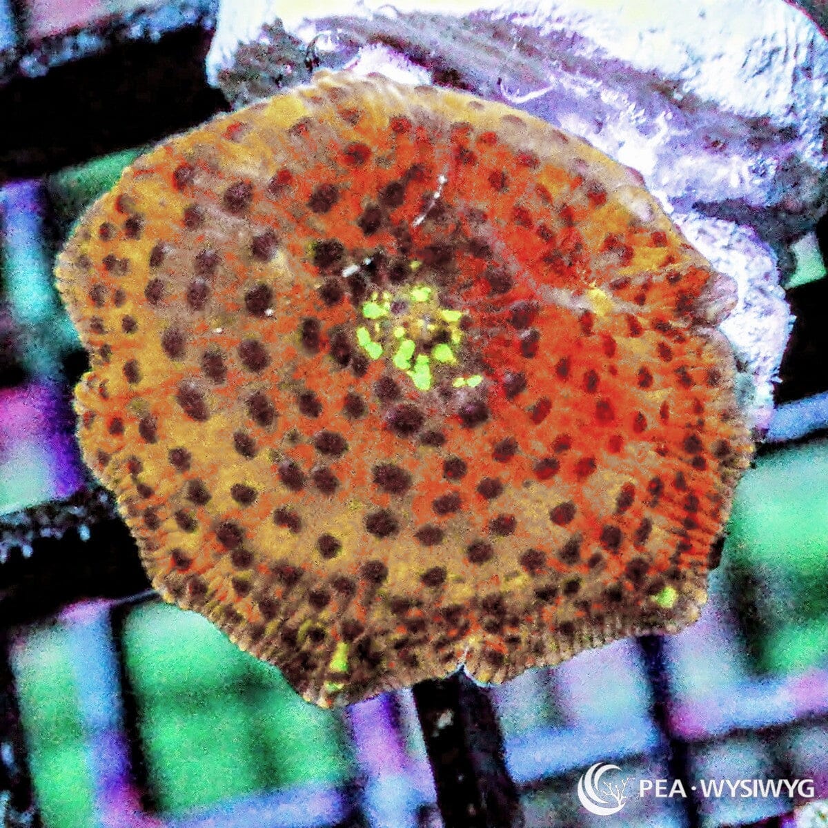 Bozorgi Discosoma Spotted Orange Mushroom Discosoma bozorgi WYSIWYG soft coral frag with orange tissue, dark speckling, and neon green center highlights