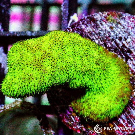 Branching Emerald Psammocora Psammocora contigua WYSIWYG coral frag with vivid green branching growth and fine textured surface