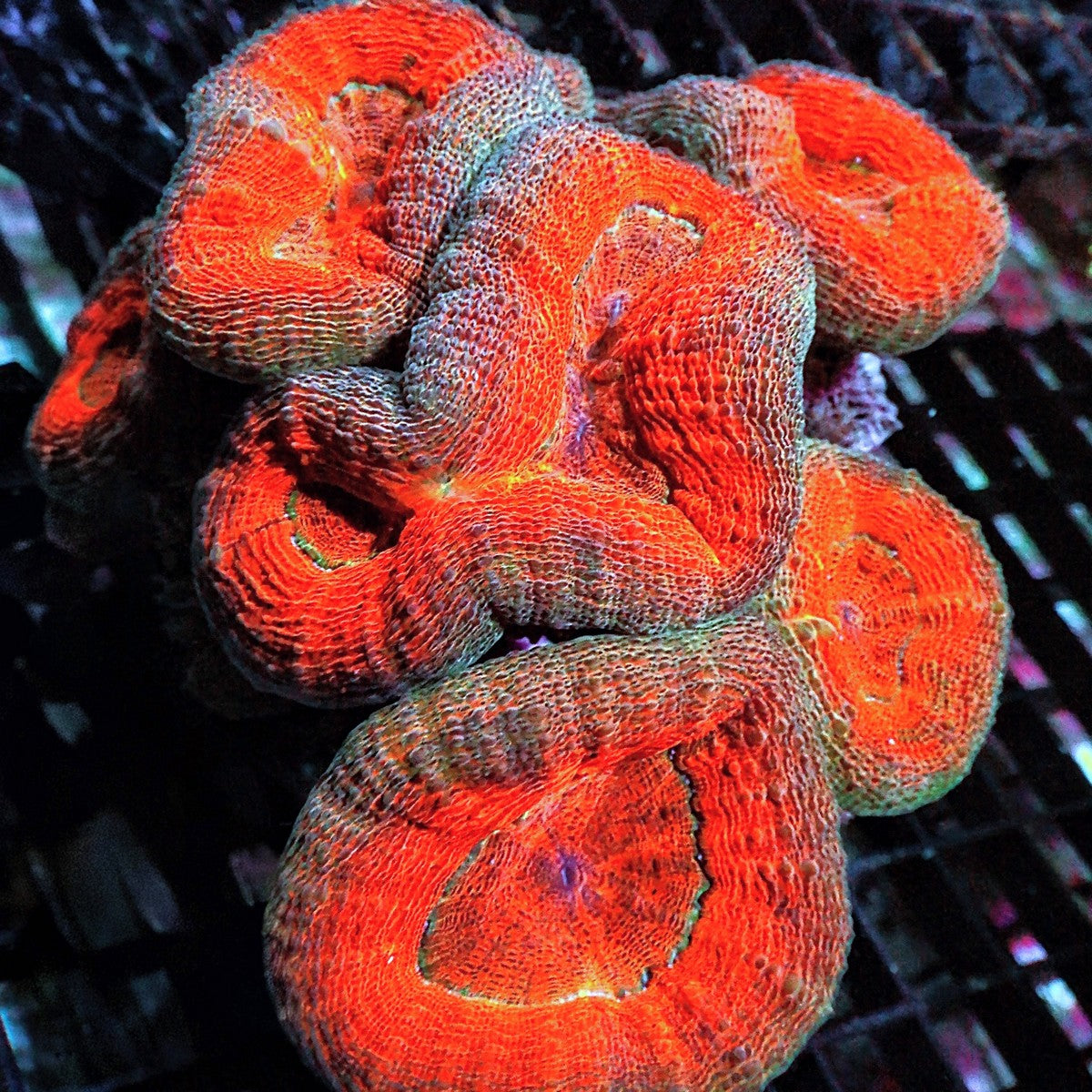 Branching Orange Lobophyllia Lobophyllia hemprichii LPS coral colony