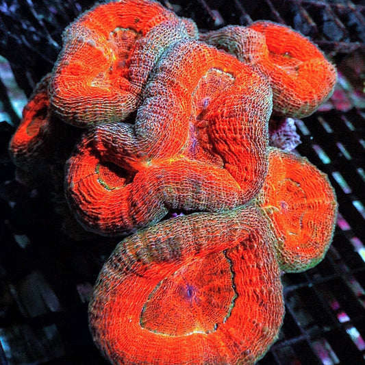 Branching Orange Lobophyllia Lobophyllia hemprichii LPS coral colony