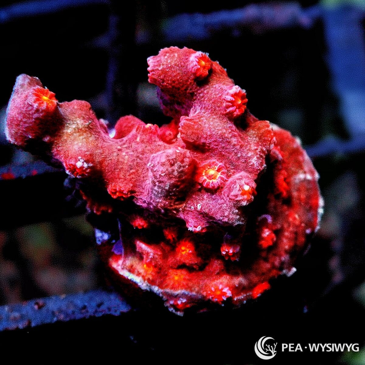 Branching Space Monkey Cyphastrea coral with red branching growth and orange polyps, WYSIWYG under $25 frag