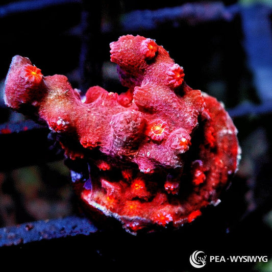 Branching Space Monkey Cyphastrea coral with red branching growth and orange polyps, WYSIWYG under $25 frag