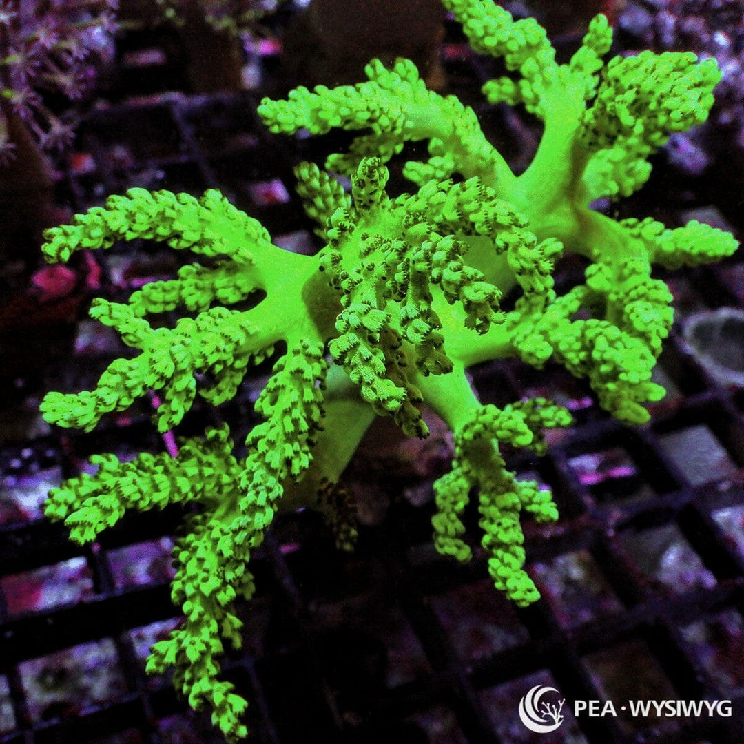 Bright Green Cladiella Finger Leather WYSIWYG soft coral with branching green finger-like growth