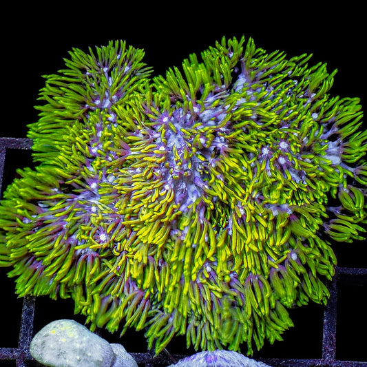 Bright Green Star Polyps Pachyclavularia violacea WYSIWYG soft coral with neon green flowing polyps