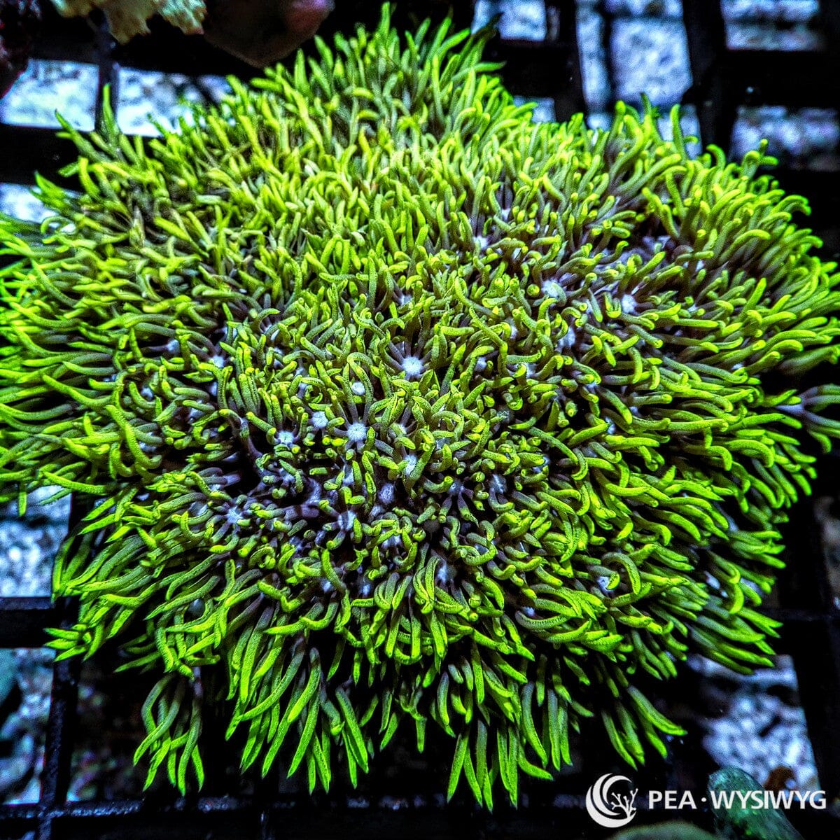 Bright Green Star Polyps Pachyclavularia violacea WYSIWYG premium soft coral frag