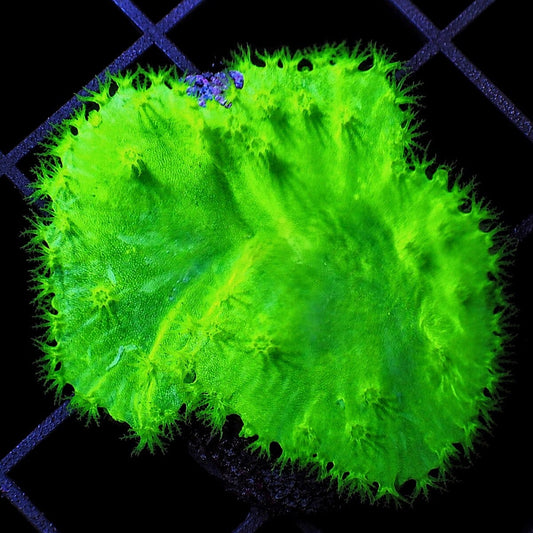 Bright lime cabbage leather coral Sinularia dura WYSIWYG soft coral with neon green folded growth