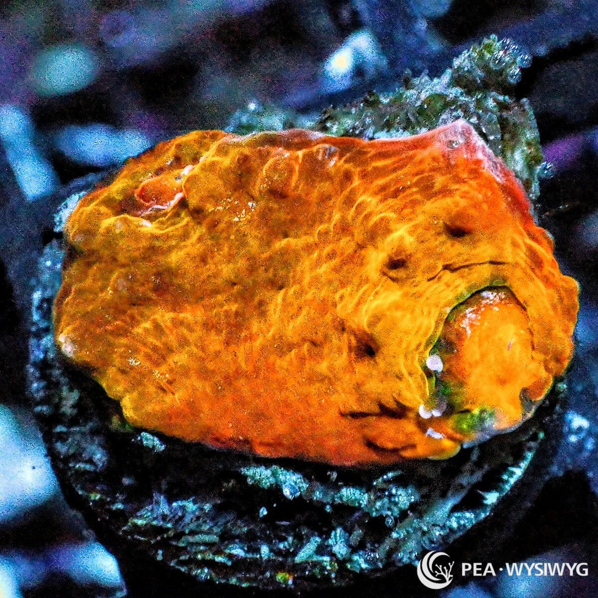 Bright Orange Chalice Echinophyllia species WYSIWYG Under $25 coral frag