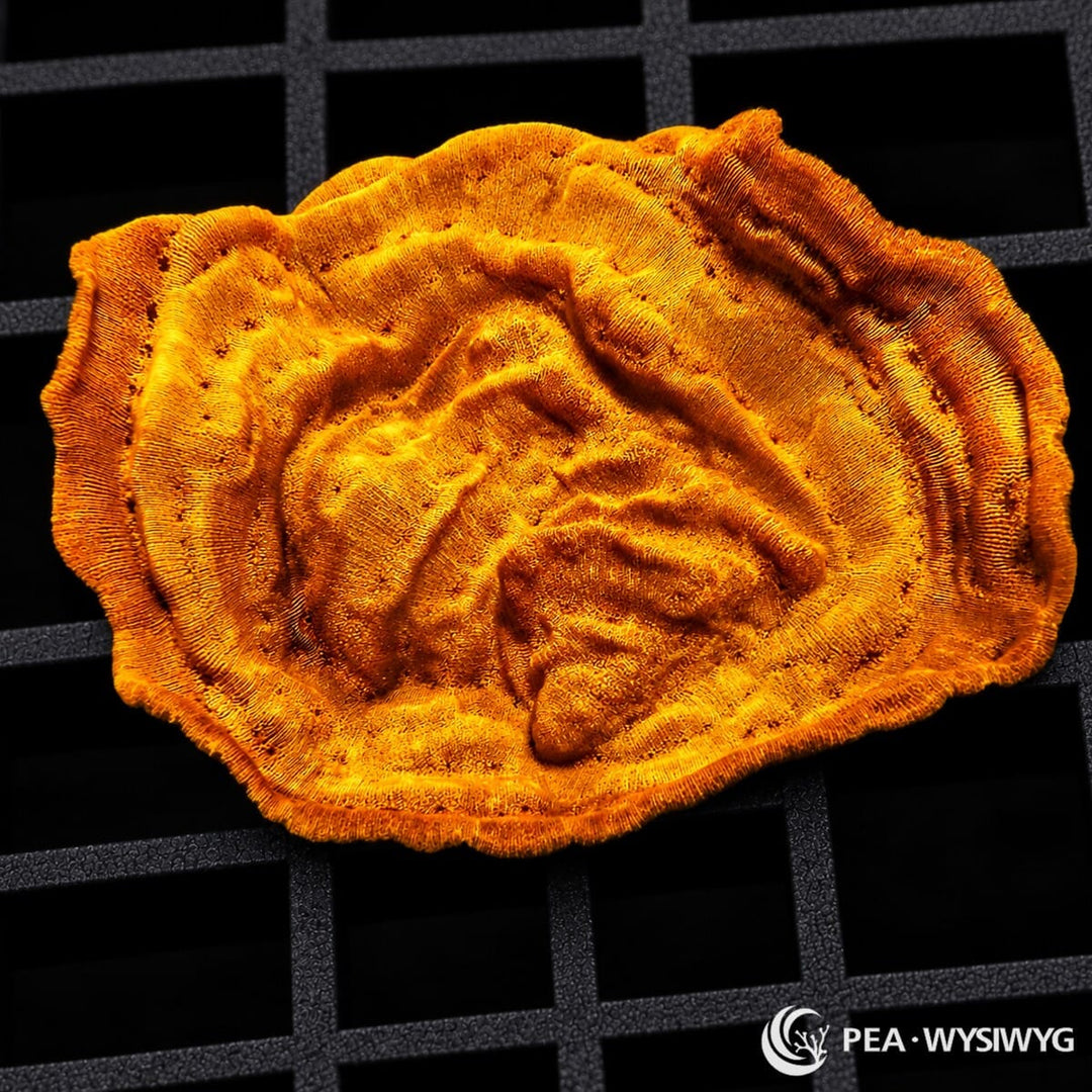 Bright Orange Cupping Plate Leptoseris Leptoseris sp. with vivid golden-orange tissue and sculpted folded plating growth