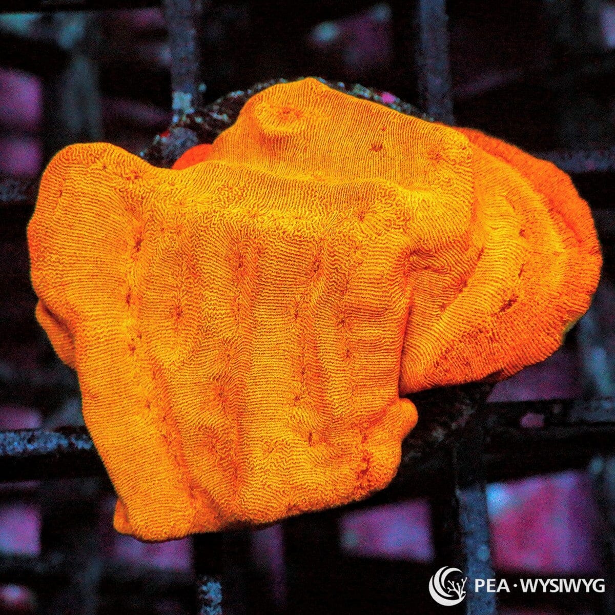 Bright orange Leptoseris coral WYSIWYG frag with glowing orange plate growth under reef aquarium lighting