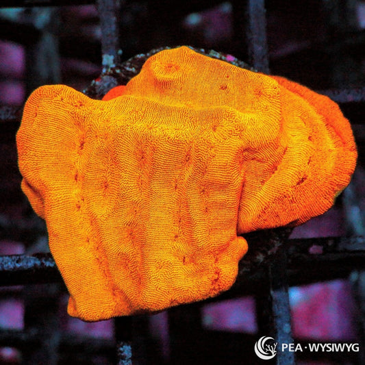 Bright orange Leptoseris coral WYSIWYG frag with glowing orange plate growth under reef aquarium lighting