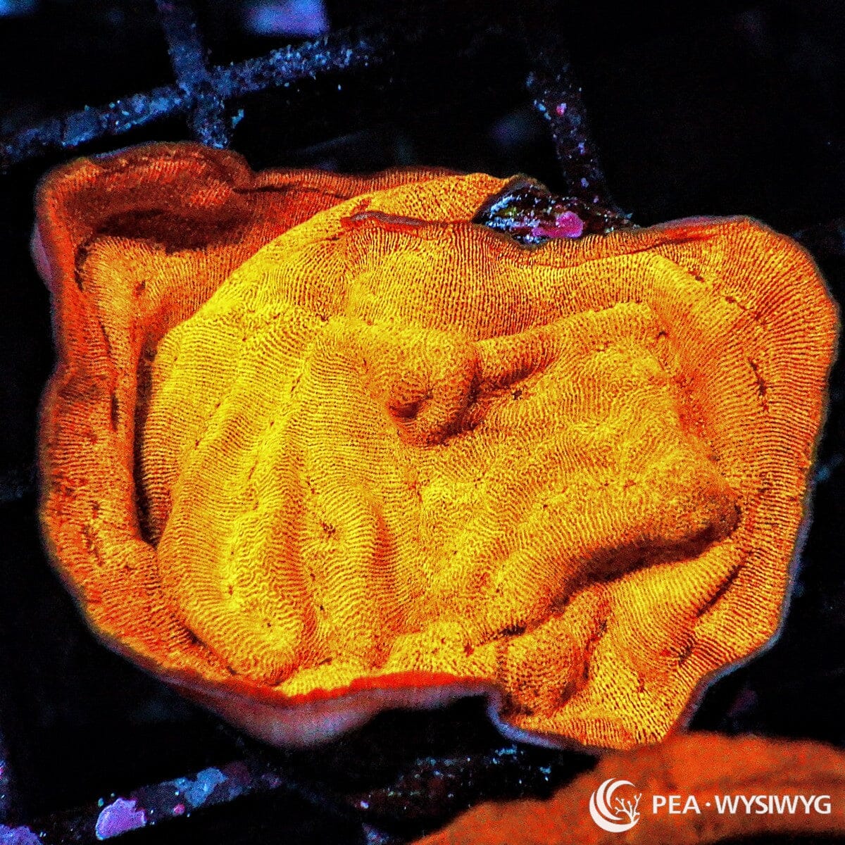 Bright Orange Leptoseris coral with glowing orange plating growth, WYSIWYG under $25 coral frag from Pacific East Aquaculture