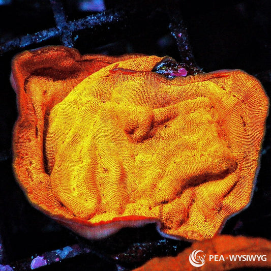 Bright Orange Leptoseris coral with glowing orange plating growth, WYSIWYG under $25 coral frag from Pacific East Aquaculture