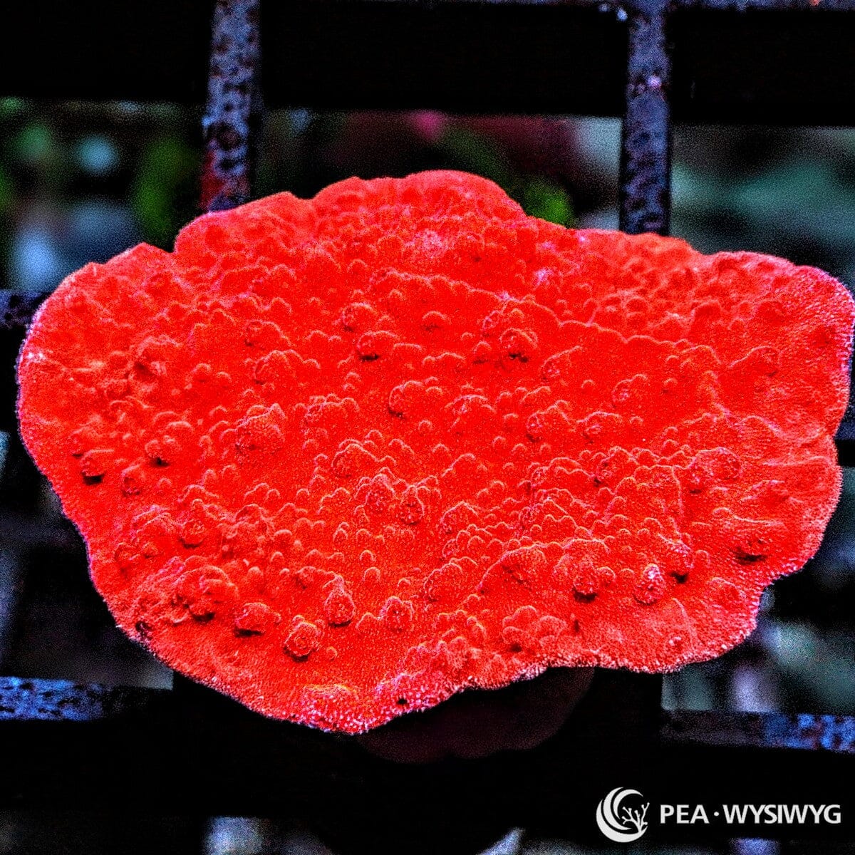 Bright Orange Plate Montipora SPS coral with vivid orange plating growth, WYSIWYG under $25 reef coral frag
