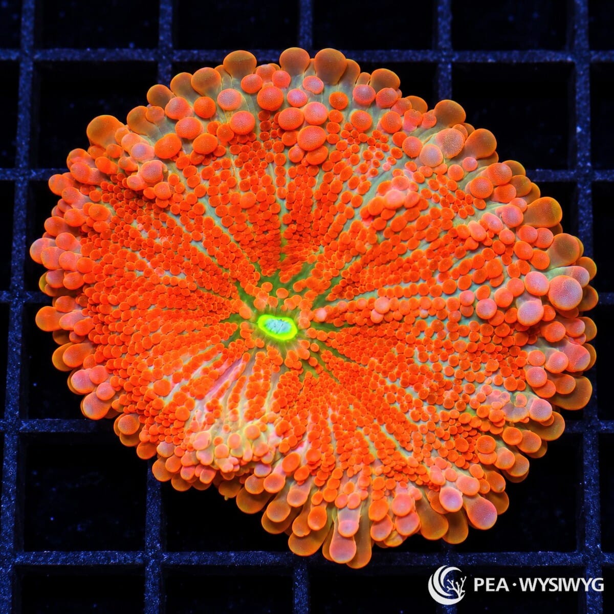Brilliant Orange Ricordea Yuma Ricordea yuma WYSIWYG coral with vivid tangerine-orange vesicles, green tissue, and a fluorescent green center