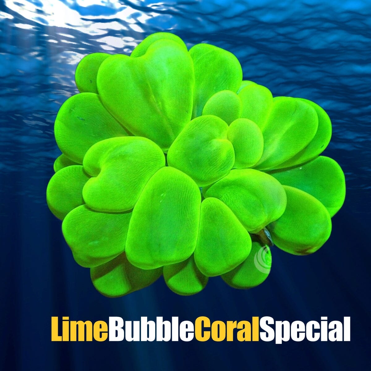 Lime Bubble Coral special with bright green bubble-shaped polyps under reef aquarium lighting