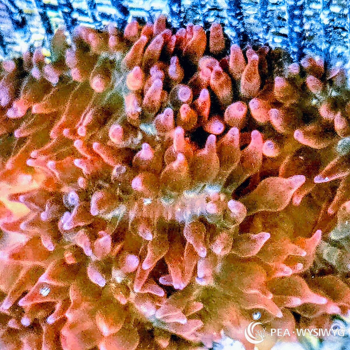 Rainbow Bubble Tip Anemone with vibrant multicolor orange green and red coloration.
