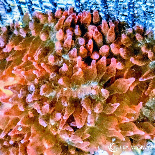Rainbow Bubble Tip Anemone with vibrant multicolor orange green and red coloration.