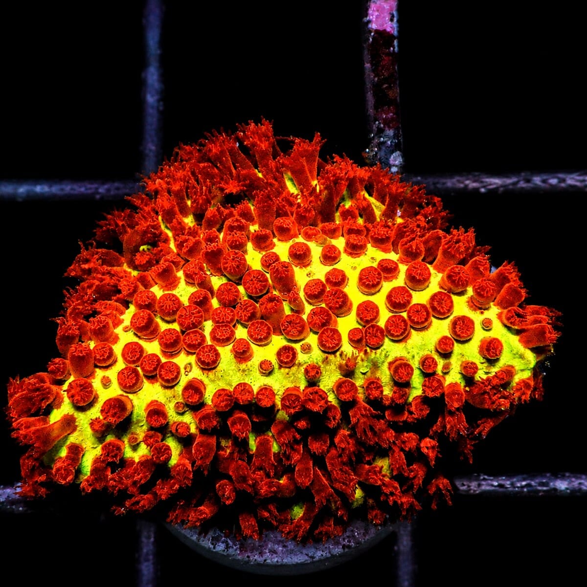 Burning Banana Stylocoeniella Stylocoeniella sp. WYSIWYG encrusting LPS coral frag